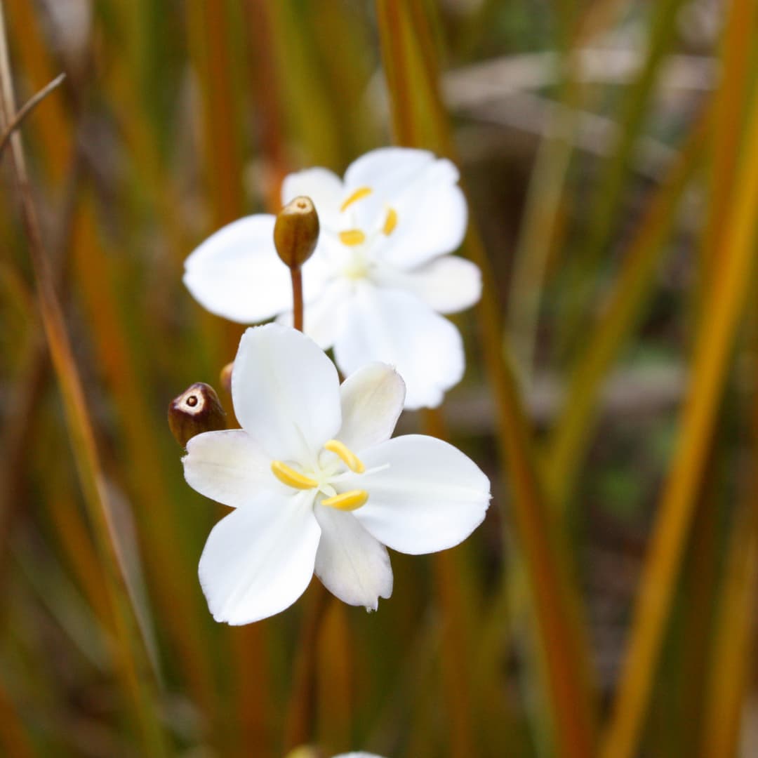 First Light Power Flower Essence, First Light Flower Essences of New Zealand