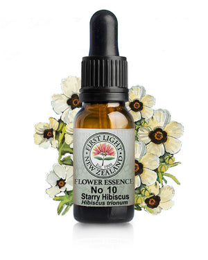 No 10 Starry Hibiscus