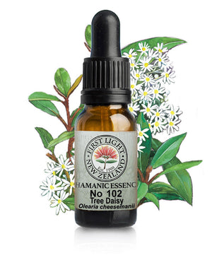 No 102 Tree Daisy