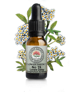 No 19 Lovers Daisy