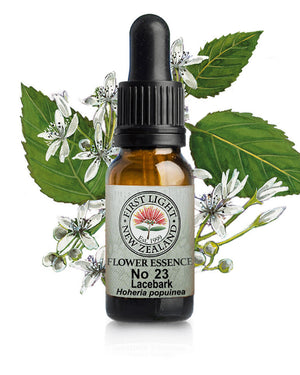 No 23 Lacebark