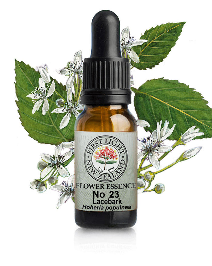 No 23 Lacebark