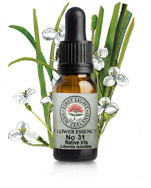 No 31 Native Iris