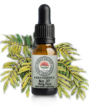 No 37 King Fern