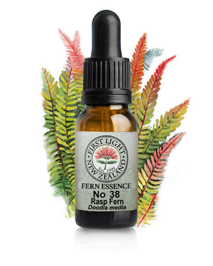 No 38 Rasp Fern