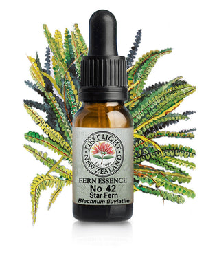 No 42 Star Fern