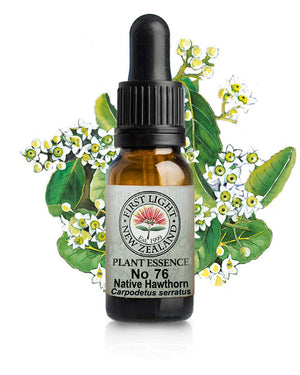No 76 Native Hawthorn
