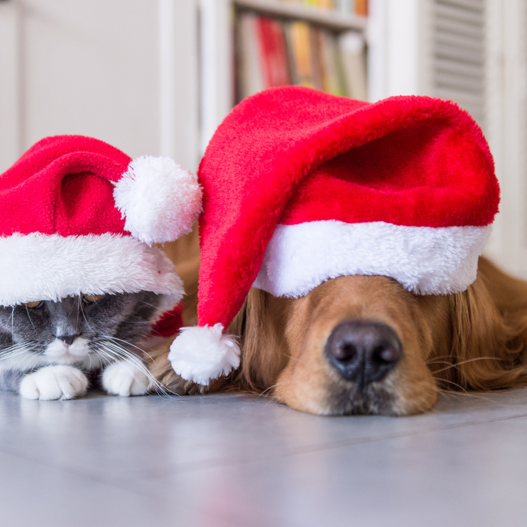 For Furry Friends at Festive Season: Our Top 3 Flower Essence Picks