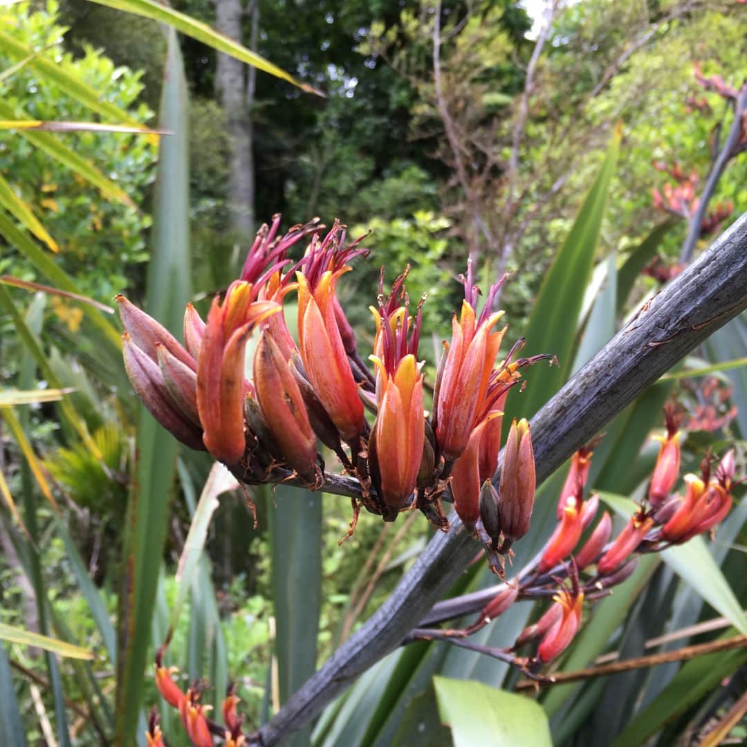 Feeling impatient, irritable, on edge or exhausted? A New Zealand Flower Essence to Restore Enthusiasm