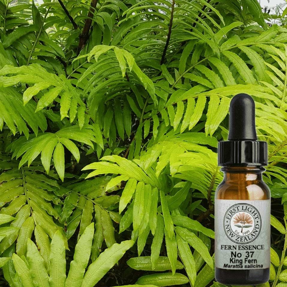 Flower Essence For After Shock, Loss or Physical Trauma
