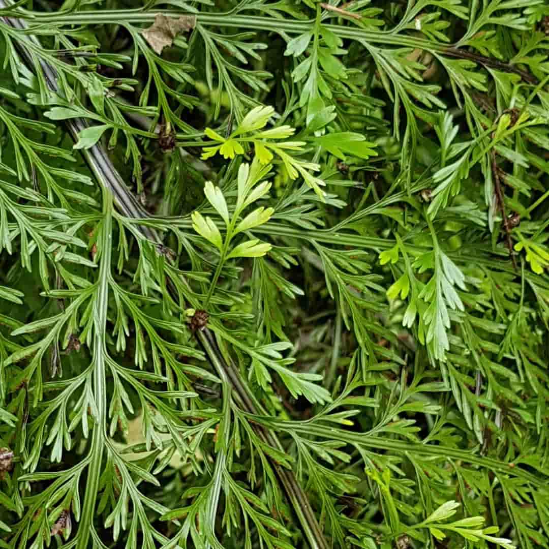 Support From Nature When You Need It – Our Community Share Their ‘Go To’  Flower Essences For Help During Covid 'Lockdown'.