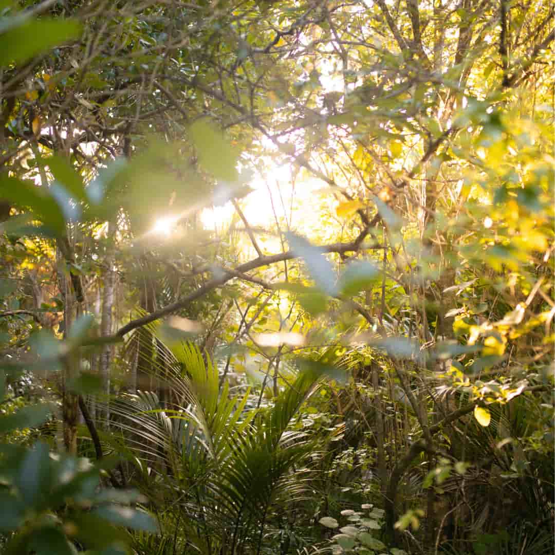 Why True Healing Requires Addressing the Root Cause