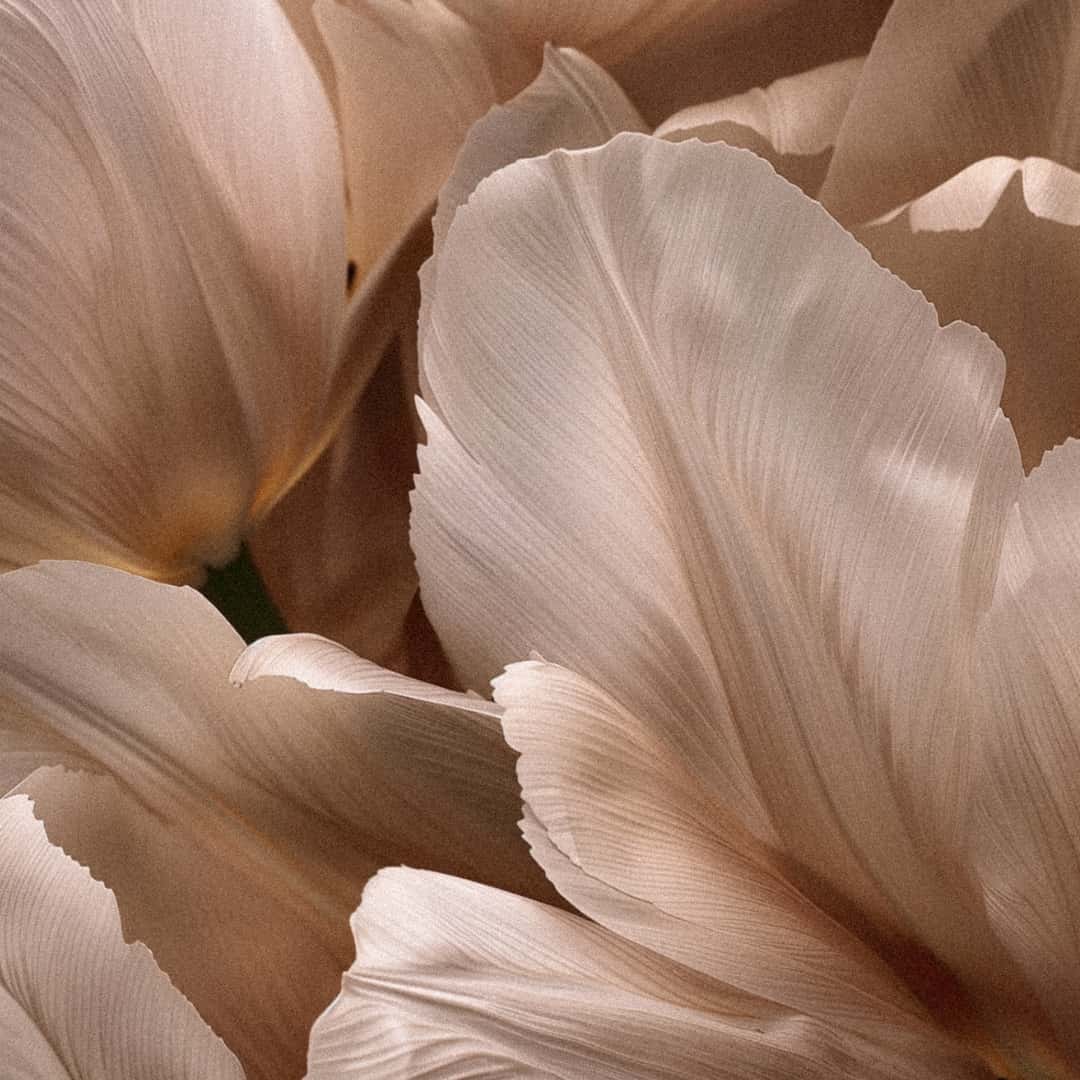 Do Flower Essences Work? Exploring Popularity, Science and Real Life Experiences