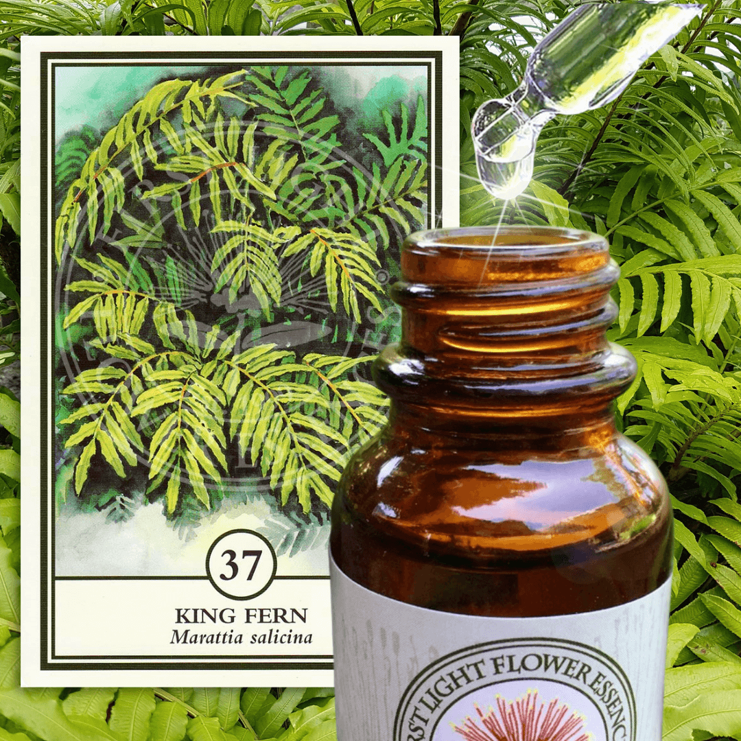 Support Through Physical or Financial Difficulties with No 37 King Fern