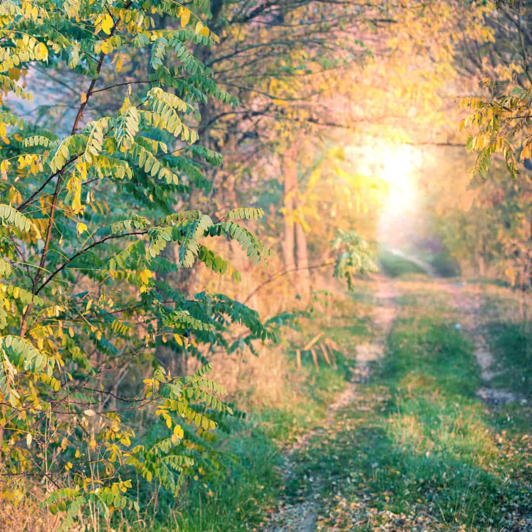 Feeling Hopeless or Lost? A New Zealand Flower Essence for Finding Hope.