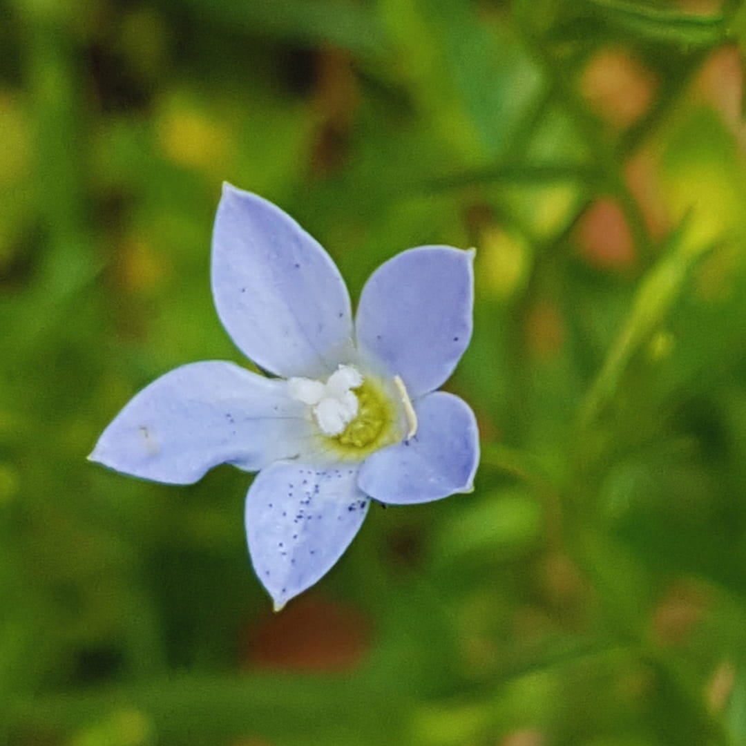 Feeling Emotionally Stuck or Living In The Past? A New Zealand Flower Essence for Emotional Healing and Resilience