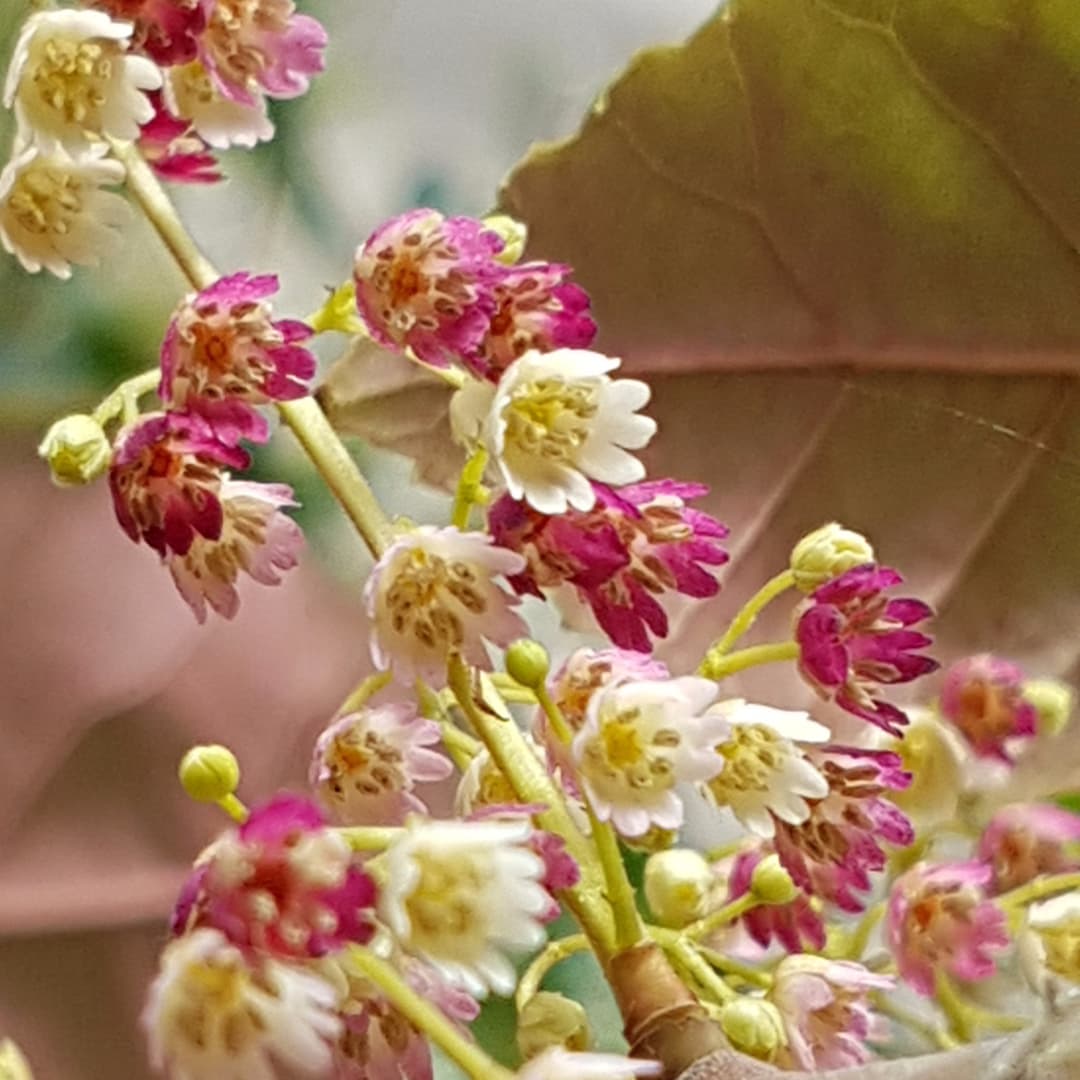 Struggling to Keep the Peace Without Losing Yourself? A New Zealand Flower Essence for  Healthy Relationships