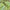 First Light® Blend: Receptivity and Abundance