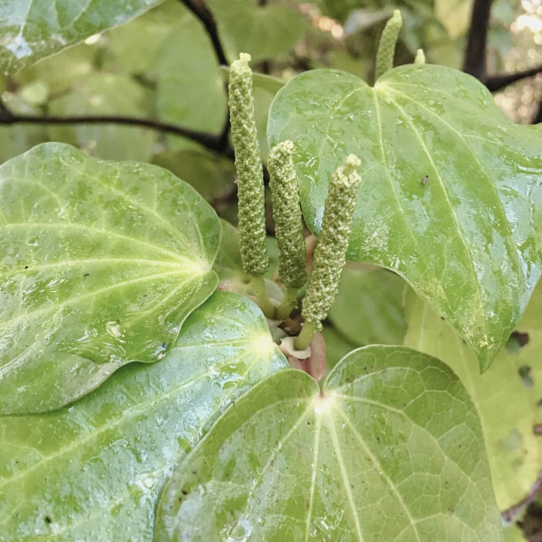 Plant Profile: First Light® No 84 Kawakawa – Faith