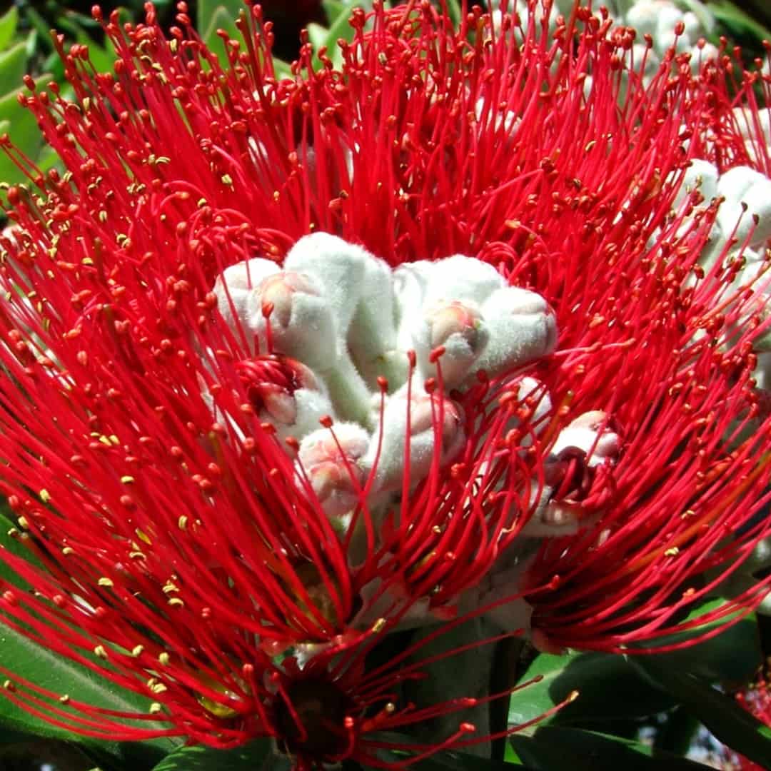 Feeling Powerless or Easily Influenced? A New Zealand Flower Essence For Initiative And Self-Assertion