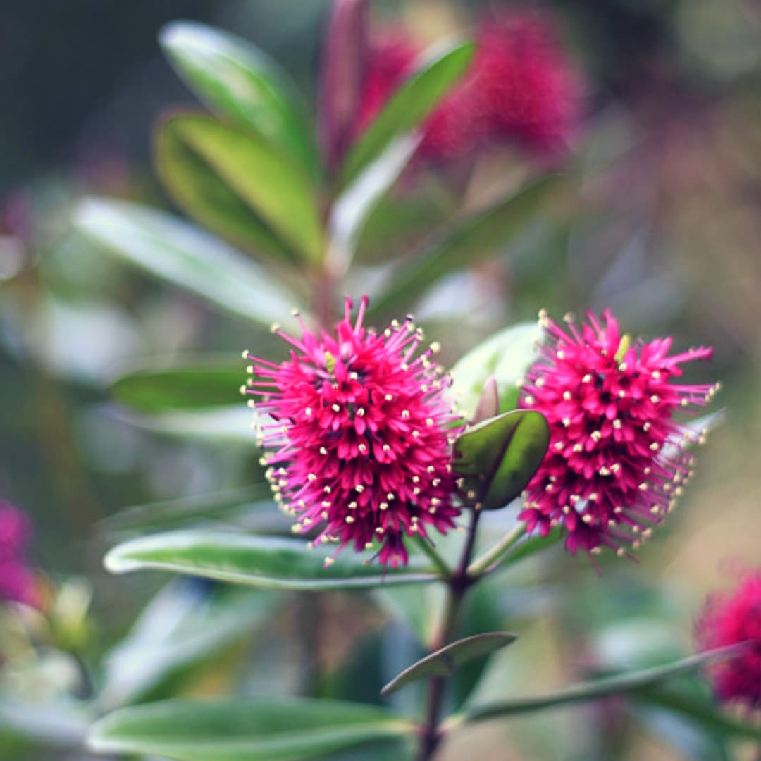 Carrying Guilt or Self-Blame? A New Zealand Flower Essence for Keeping it Simple