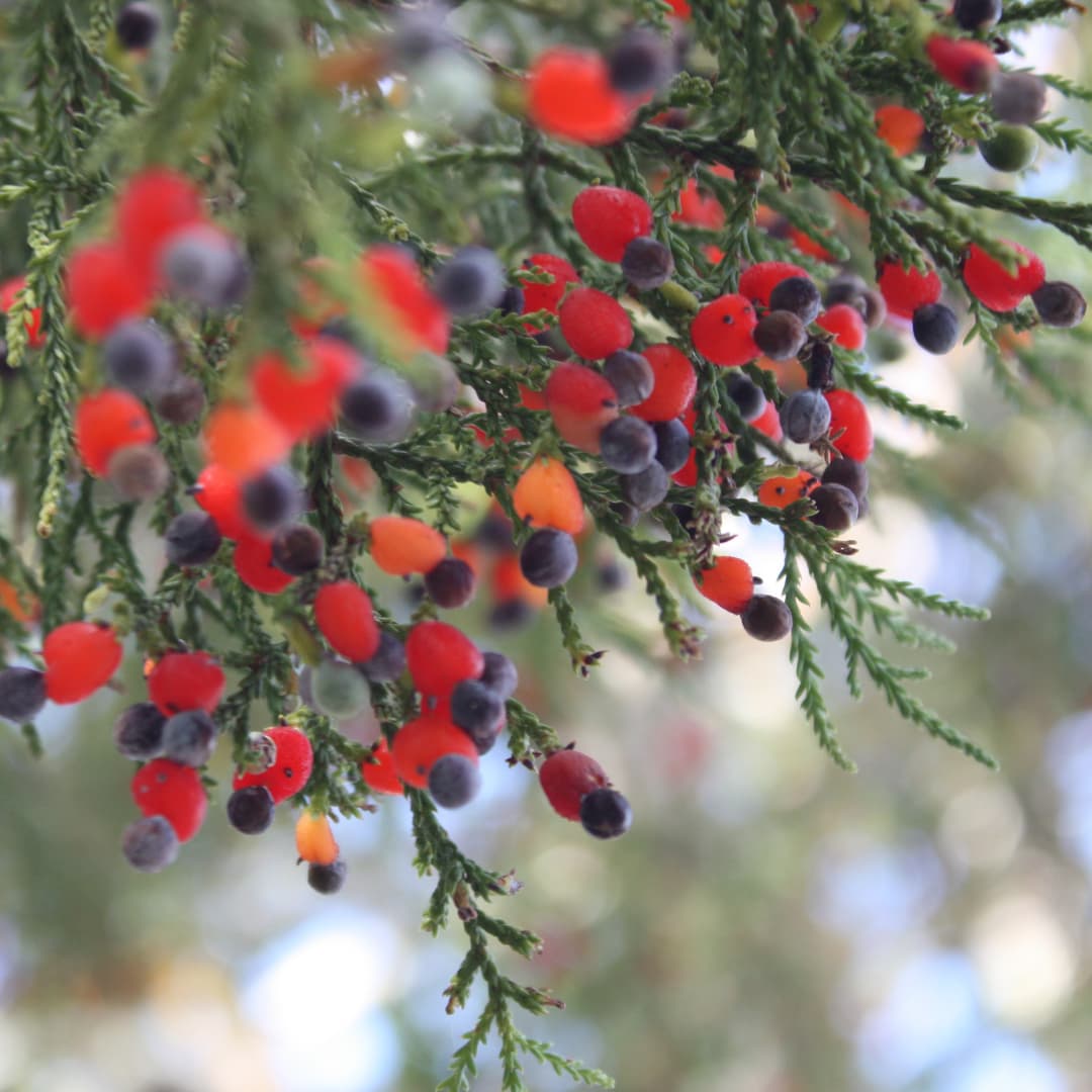 Feeling Anxious about Finances? Try First Light® No 44 Kahikatea Tree Essence