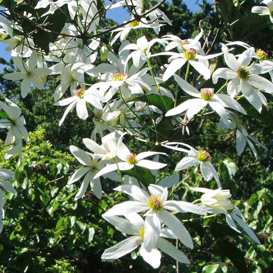 First Light® Flower Essence Blend: Transform and Renew