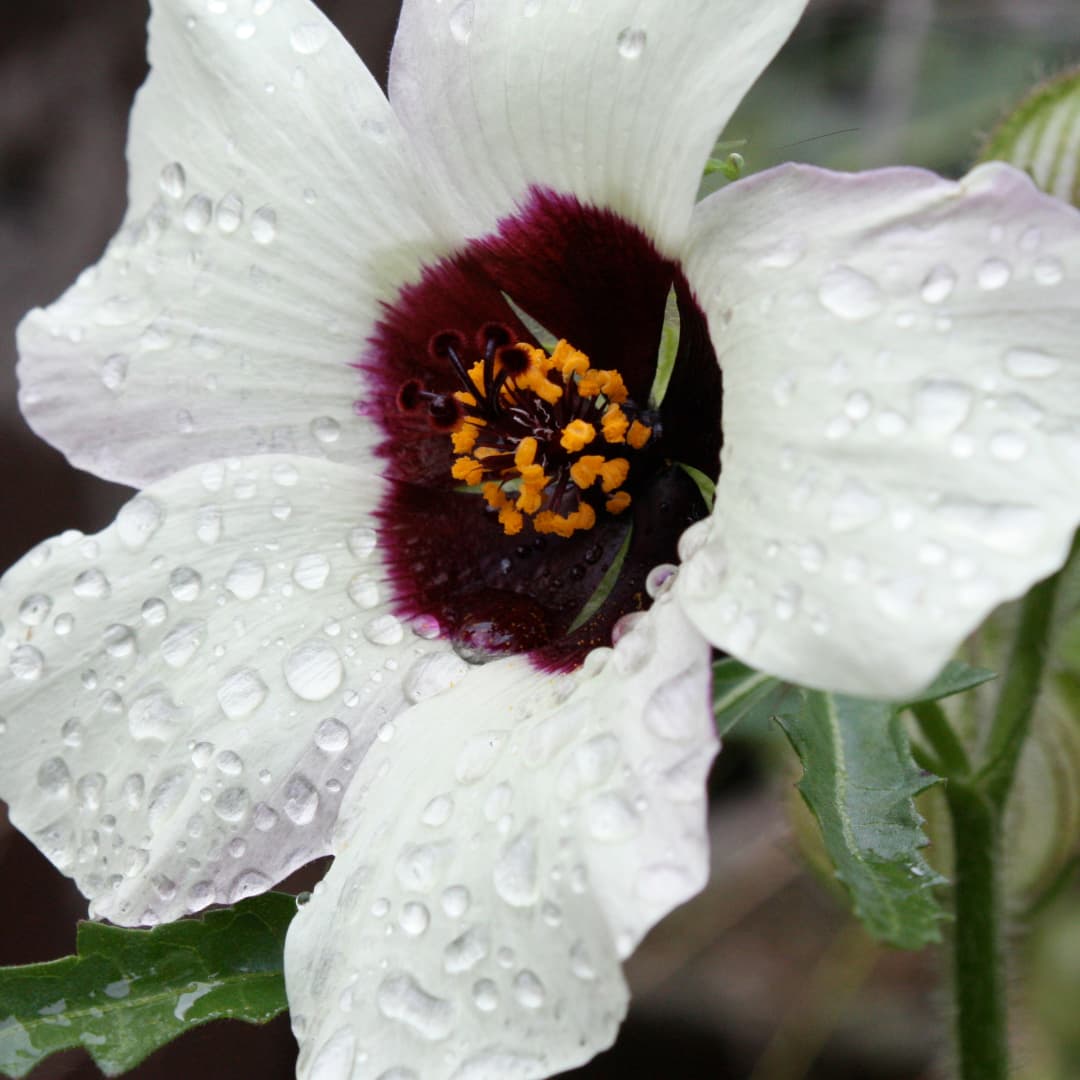 Flower Essence For Emotional Security And Healthy Attachment