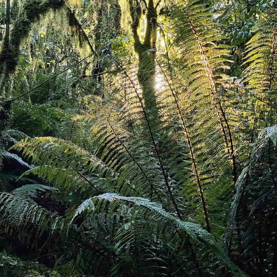 How New Zealand Fern Essences Support Emotional Healing