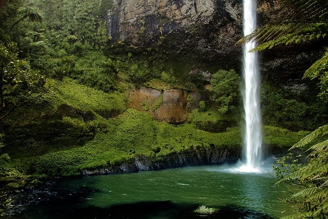 How New Zealand Fern Essences Support Healing From Trauma