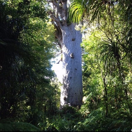 Restore Chakra Balance and Personal Power with Tree Essences