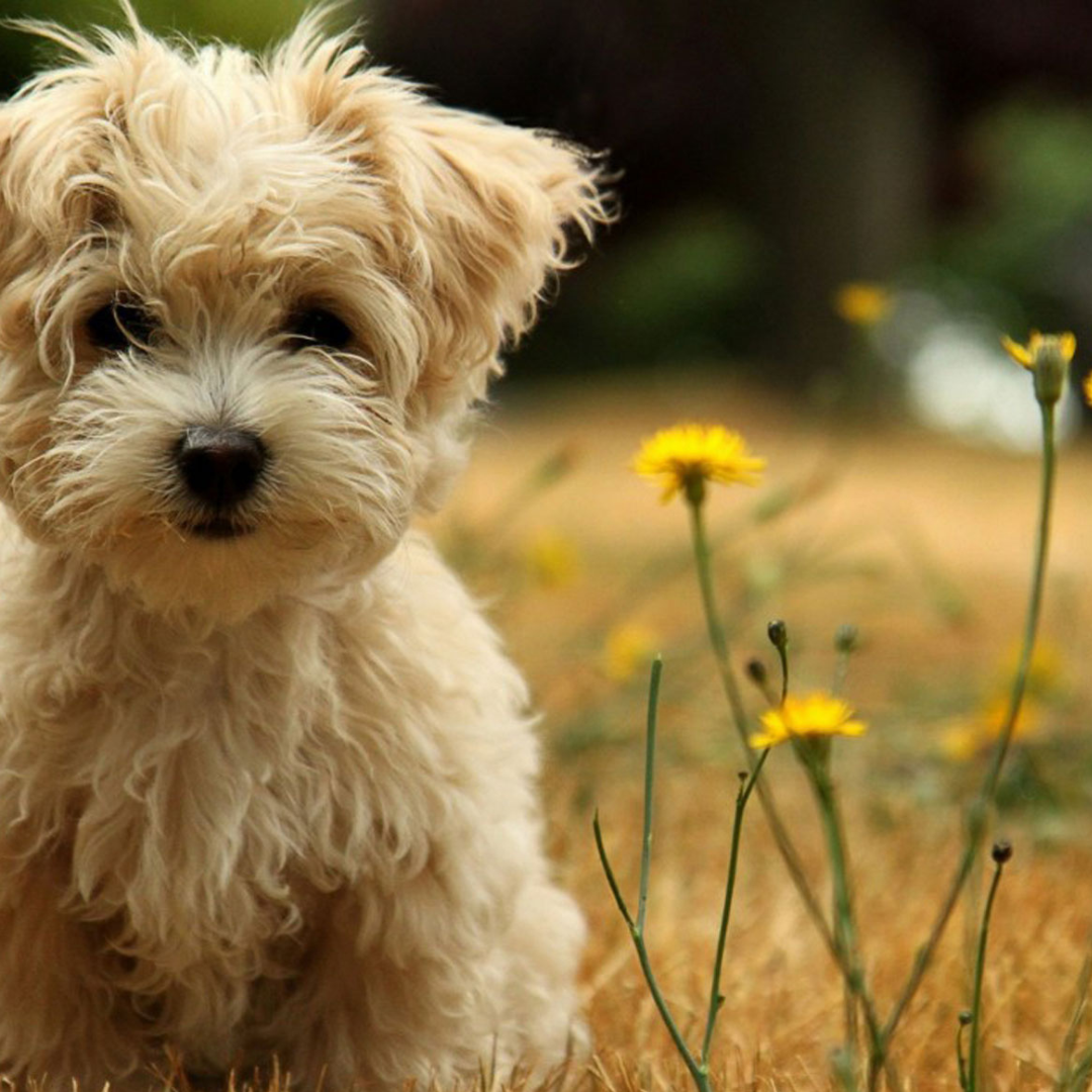 Our Pets and Animals - How Flower Essences Can Help