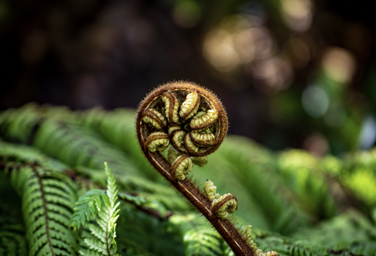 Fern Essences