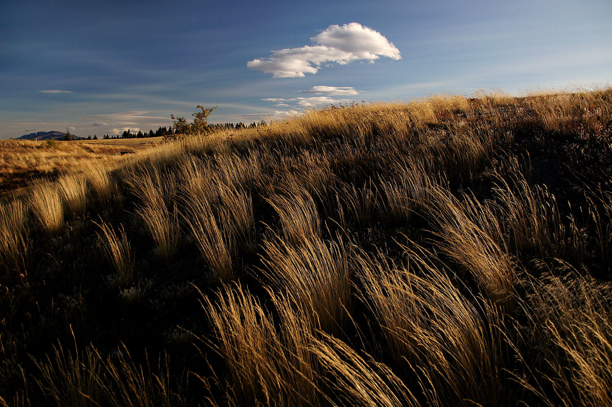 Sacred Mountain Grass Essences
