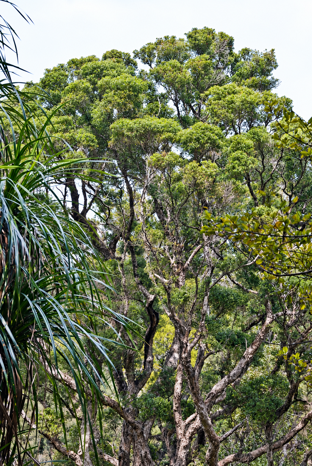 Sacred Forest Essences