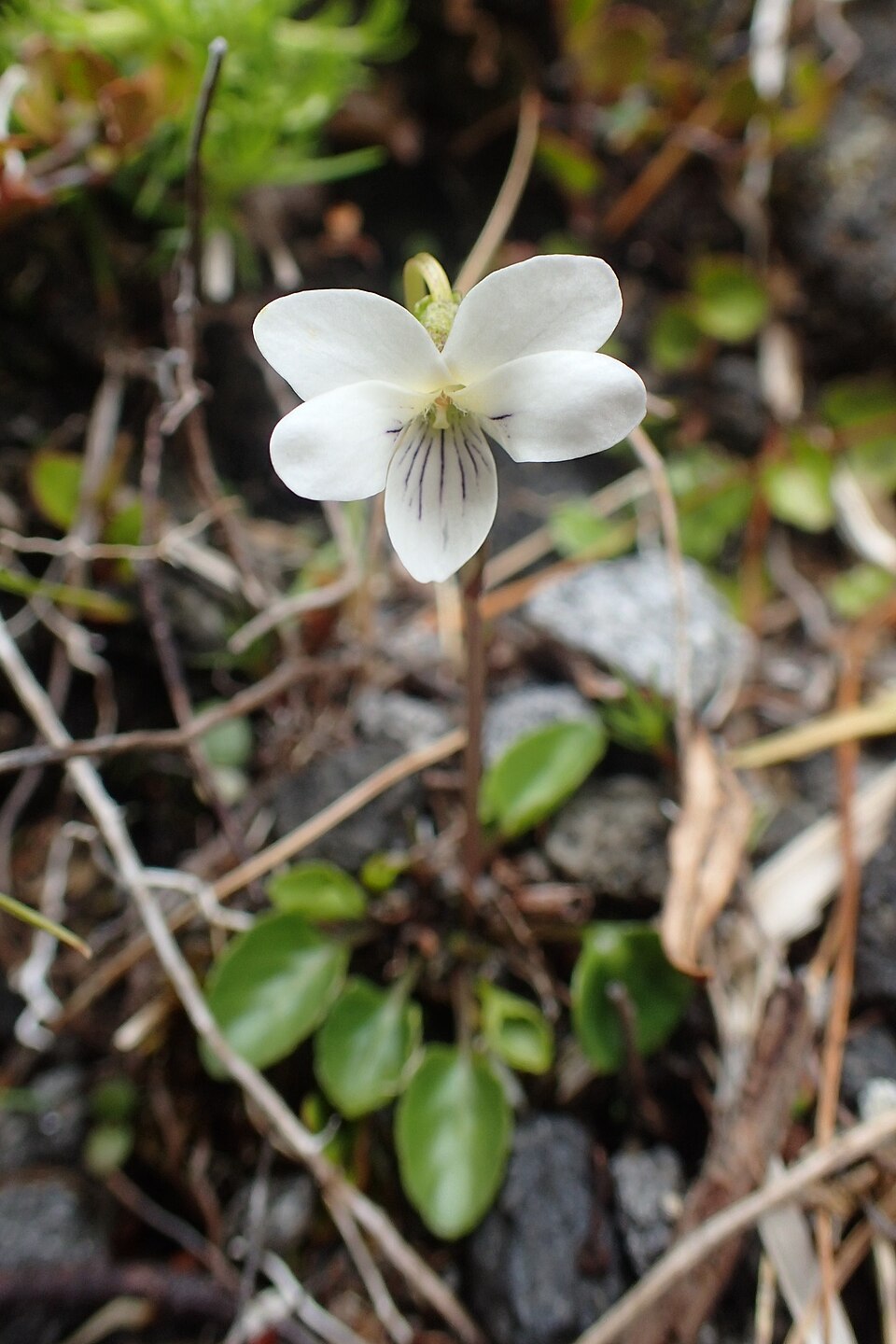 Mountain Violet (Viola cunninghamii), flower, a New Zealand native plant