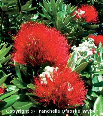 Flowers and Plants No's 1-84 - Registered Practitioners Only