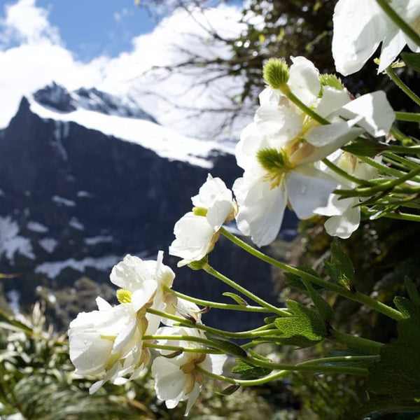 No 61 Mount Cook Lily