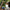 NZNFET 101-115 Diploma in New Zealand Native Flower Essence Therapy