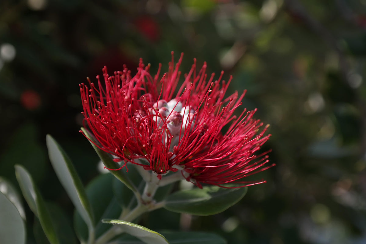 Flower Essences No’s 1-36 and the Personality