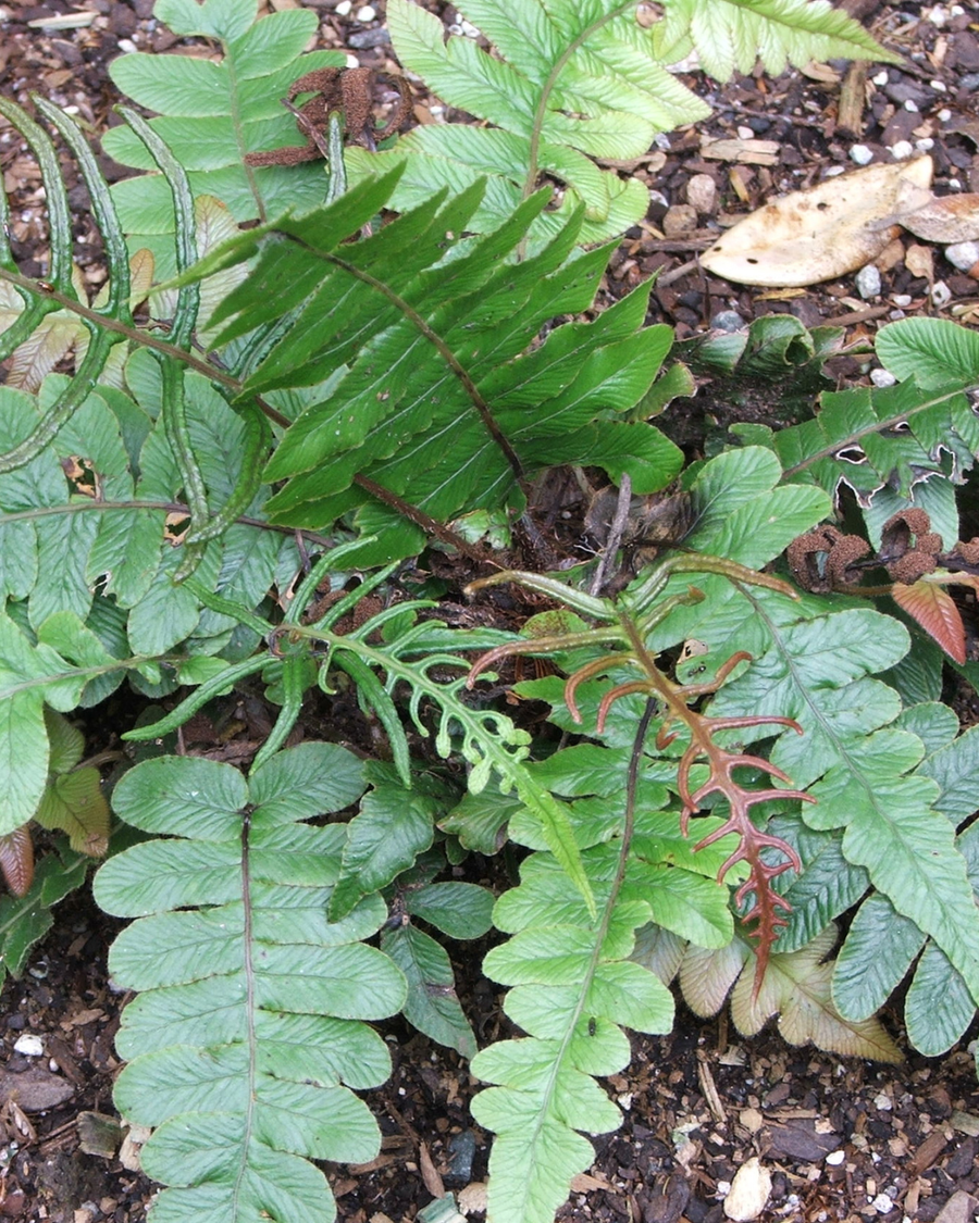 Triangular Fern, a New Zealand native fern