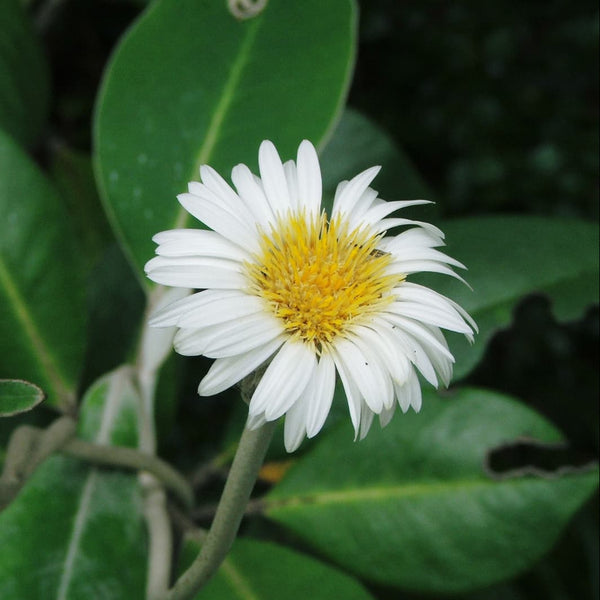 No 4 Marlborough Rock Daisy