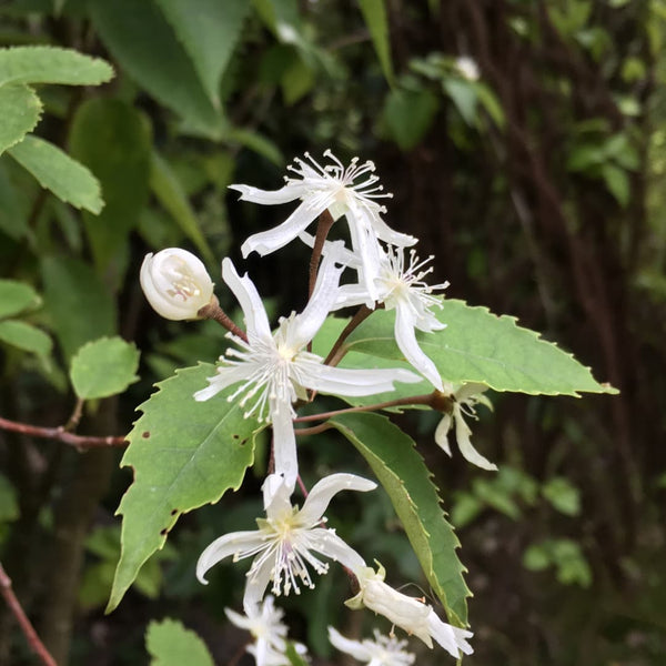 No 23 Lacebark