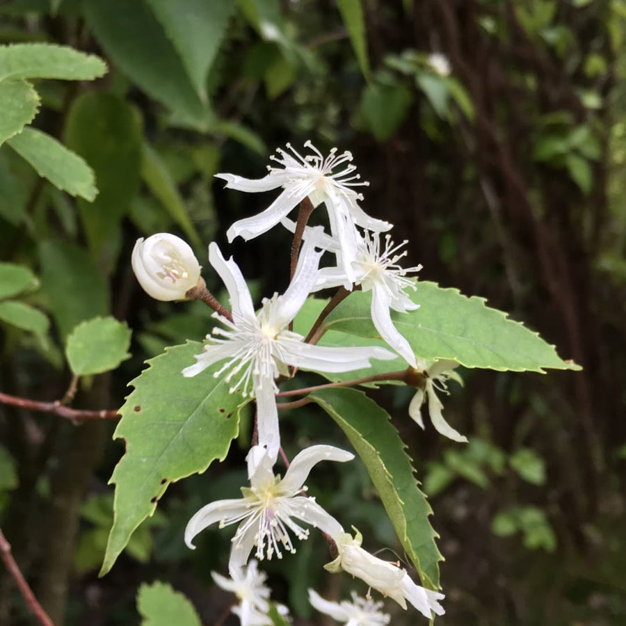 No 23 Lacebark
