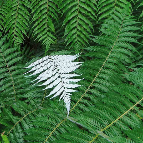 No 40 Silver Fern
