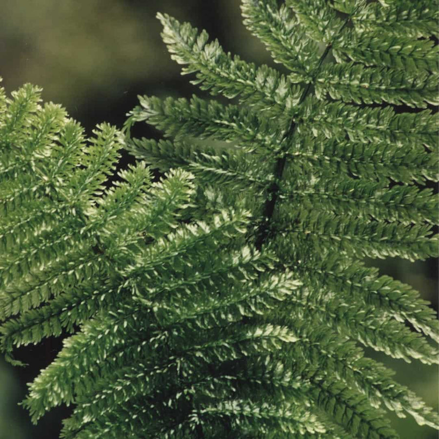 No 41 Prince of Wales Feathers Fern