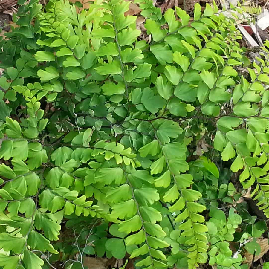 No 43 Plumed Maidenhair Fern