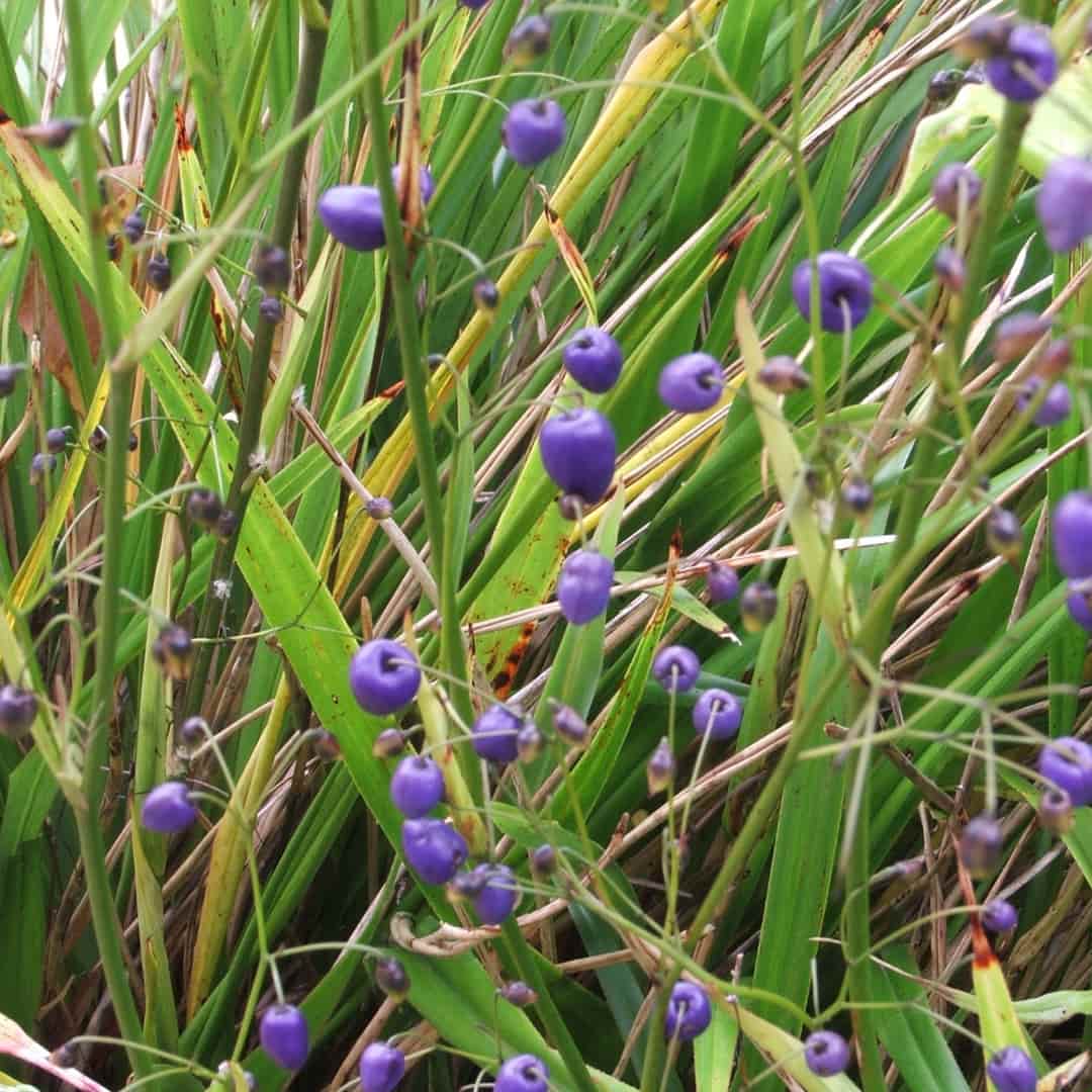 NZNFET 107-108 Seed Essences No's 51-62 and DNA - Online Course