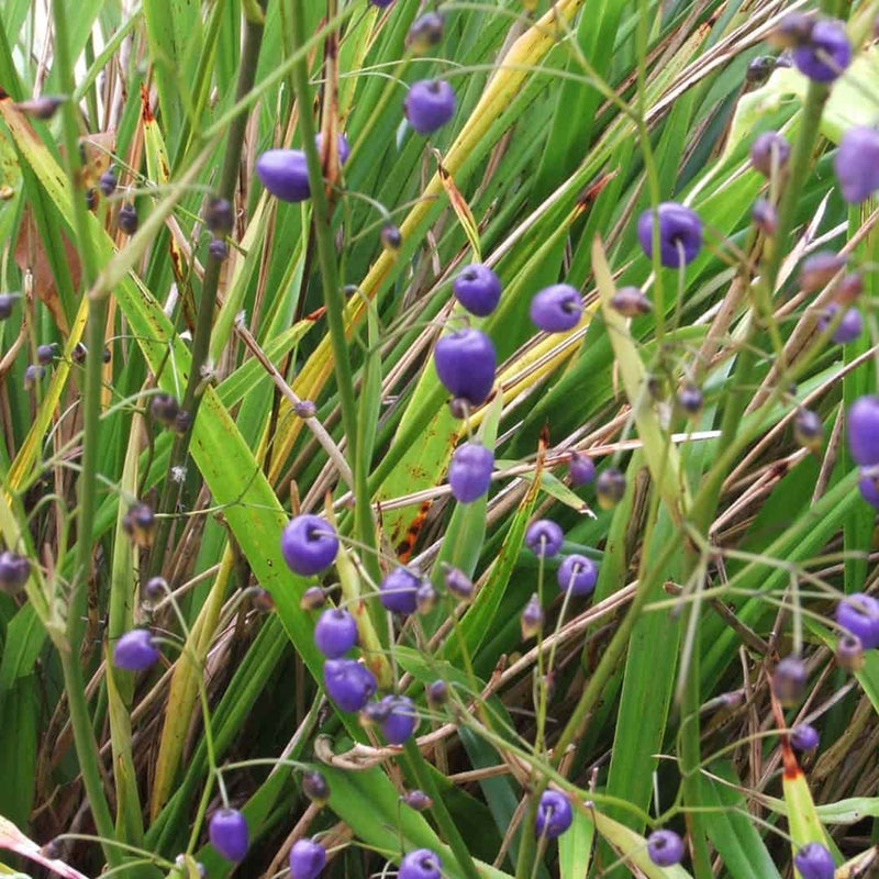 NZNFET 107-108 Seed Essences No's 51-62 and DNA - Online Course