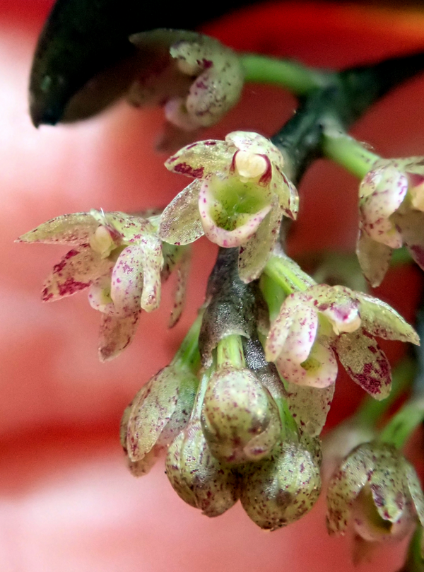 Forest Orchid, flowers, a New Zealand native plant
